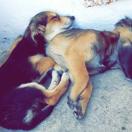 Abracaribes * Tijarafe
